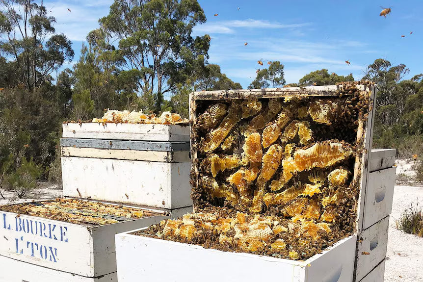 Unlocking the Power of Ultra High-MGO Manuka Honey: Topical Benefits for Skin Health and Wound Healing